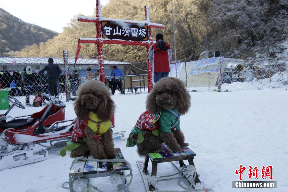 河南辦寵物滑雪賽 烏龜贏兔子得第三