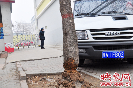 據(jù)了解，這棵樹在一家名叫“蝸牛之家”賓館專用停車場的出口處的南側(cè)，與北側(cè)的另外一棵白蠟樹有三四米的距