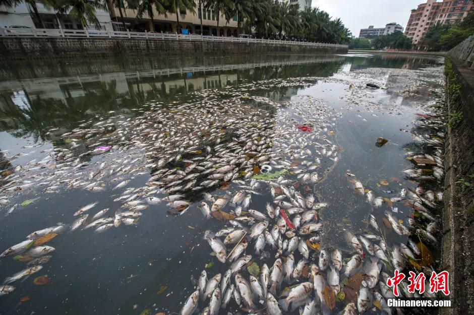 海口美舍河現(xiàn)大面積死魚 河面蔓延超一公里長(zhǎng)