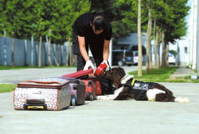 搜油犬正在進行日常訓練。