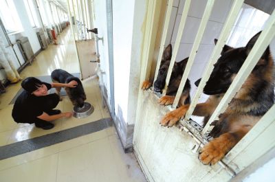 馴犬員給搜油犬準備晚餐。