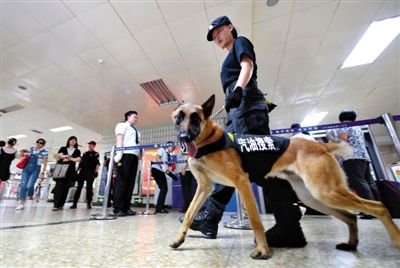 地鐵王府井站搜汽油警犬在安檢口巡邏。新京報(bào)記者 王貴彬 攝