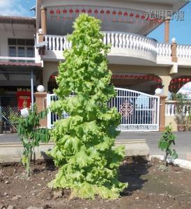 馬口親善花園居民李亞德種出“高人一等”的生菜，這棵3英尺高的生菜好像圣誕樹，令人稱奇。