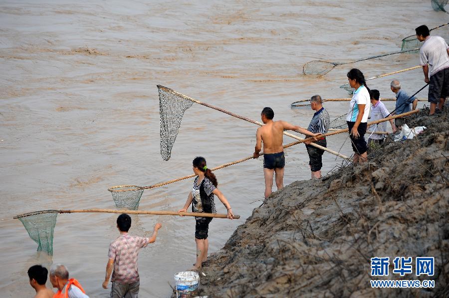 7月6日,在山西省平陸縣黃河岸邊,人們?cè)诤舆叢稉泣S河“流魚(yú)”。