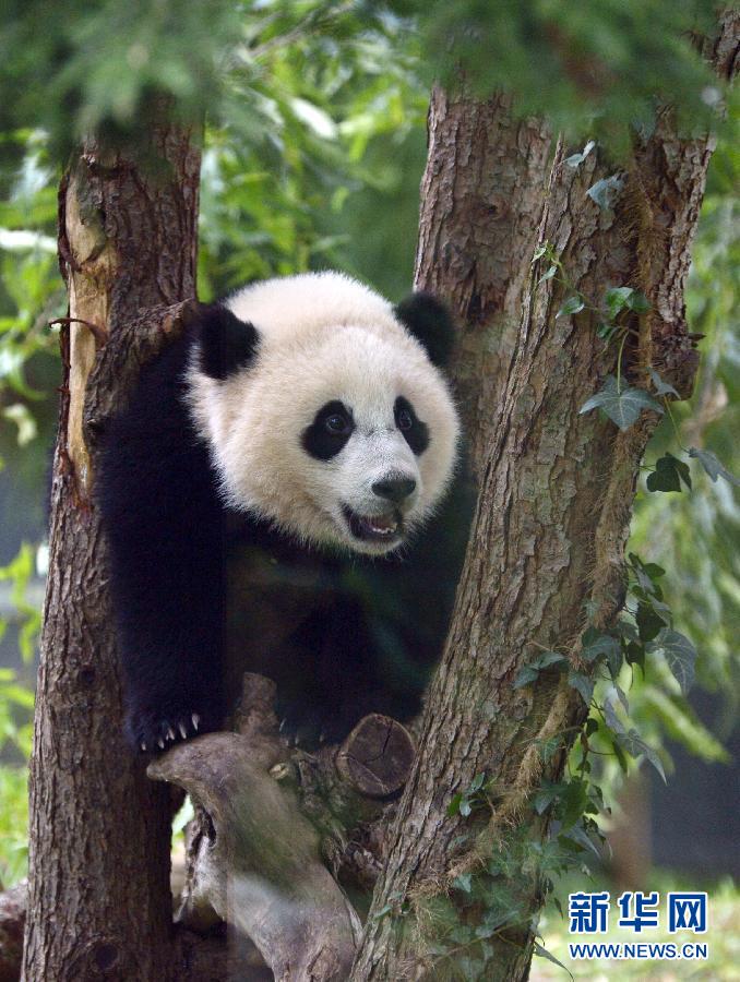 8月23日,大熊貓“寶寶”在美國華盛頓的國家動物園玩耍