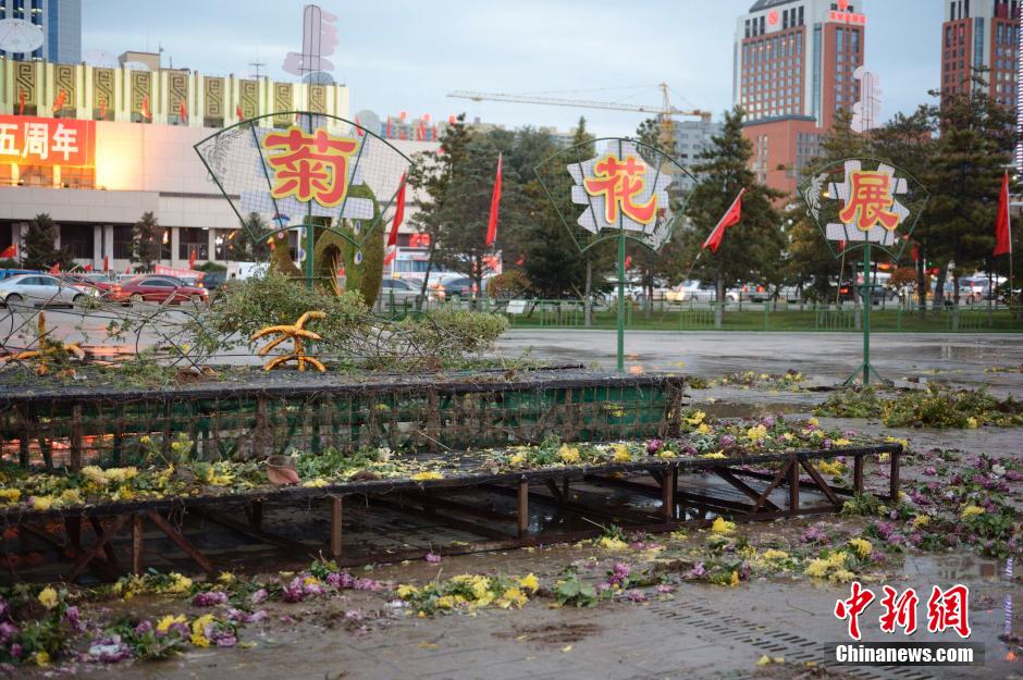 呼和浩特菊花展提前結束 數萬盆菊花被搬空