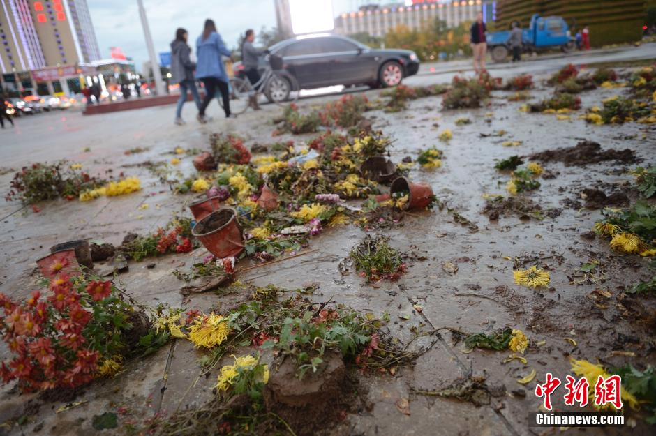 呼和浩特菊花展提前結束 數萬盆菊花被搬空