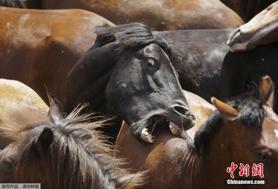 西班牙傳統野馬節火熱開賽 場面壯觀