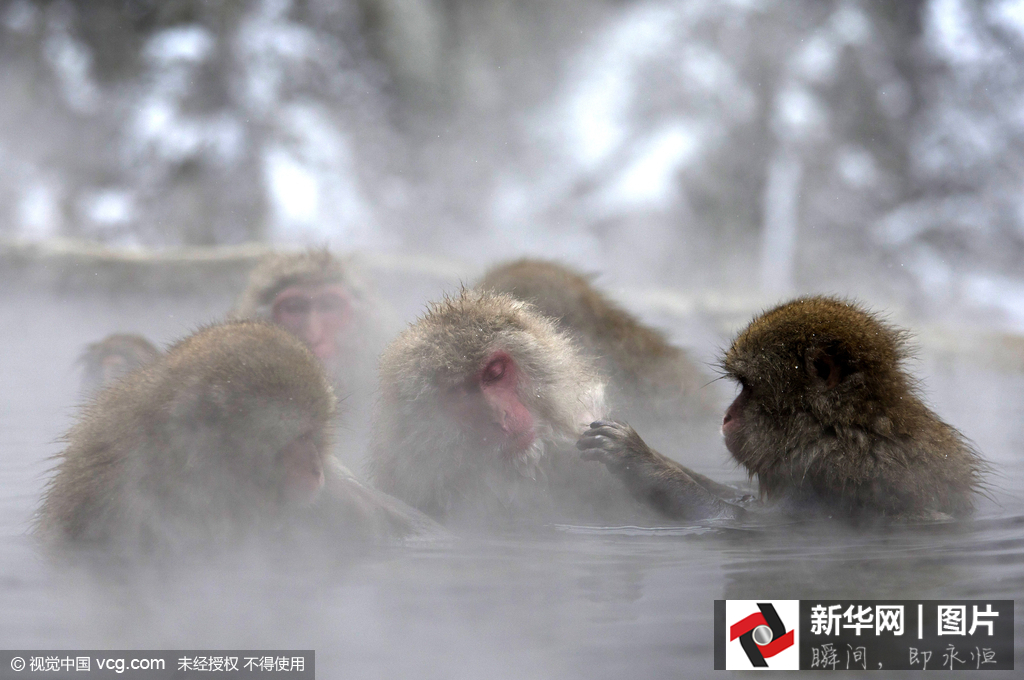 日本野生獼猴雪天泡溫泉悠然自得