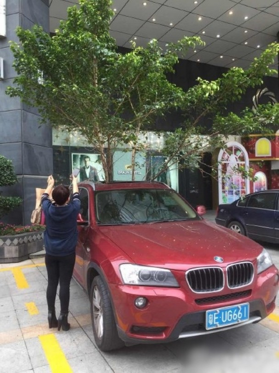 一輛停在停車位上的寶馬轎車，被墜落的樹枝砸中，樹枝徑直插入車內(nèi)，現(xiàn)場引發(fā)不少市民圍觀拍照。