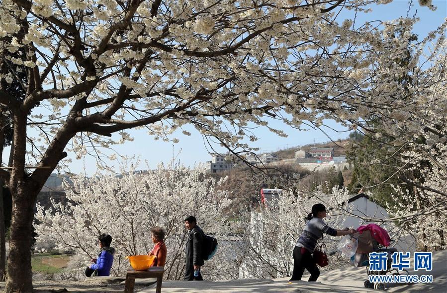 初春各地櫻花盛開 引游客駐足觀賞