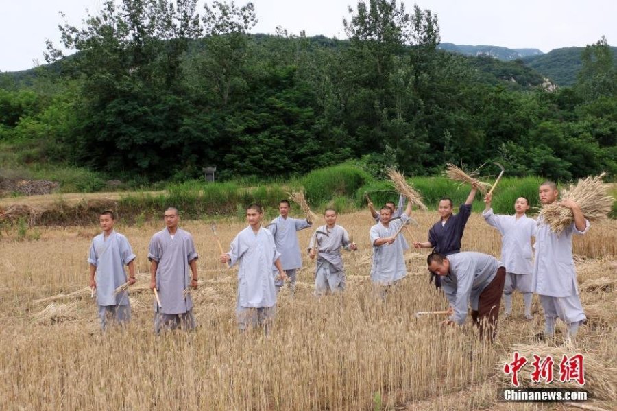 少林寺喜迎豐收季 僧眾農場收麥忙