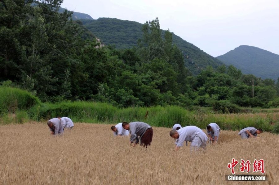 少林寺喜迎豐收季 僧眾農場收麥忙