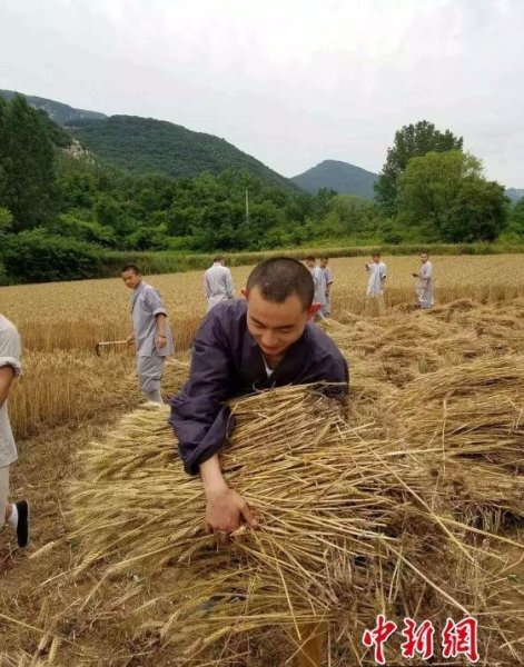 少林寺喜迎豐收季 僧眾農場收麥忙