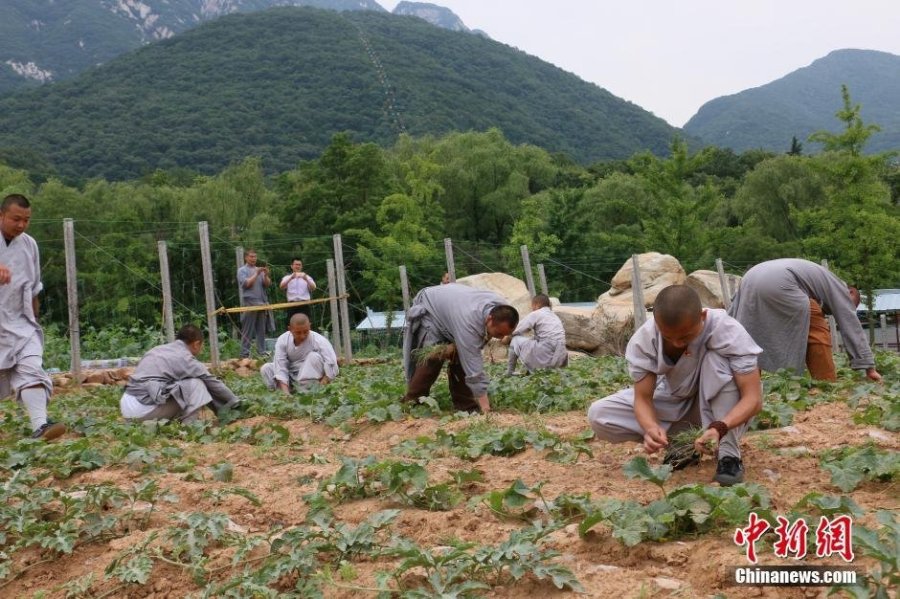 少林寺喜迎豐收季 僧眾農場收麥忙