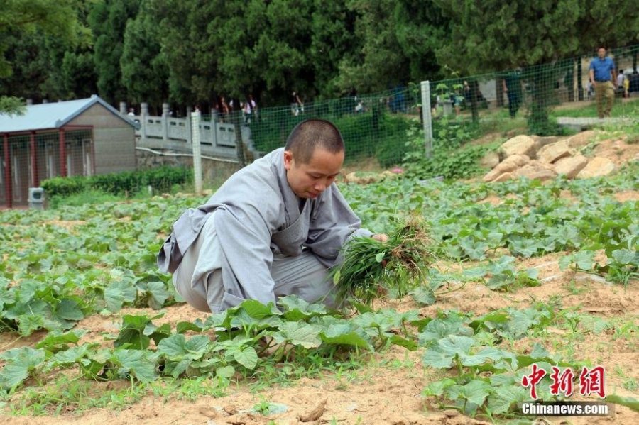 少林寺喜迎豐收季 僧眾農場收麥忙