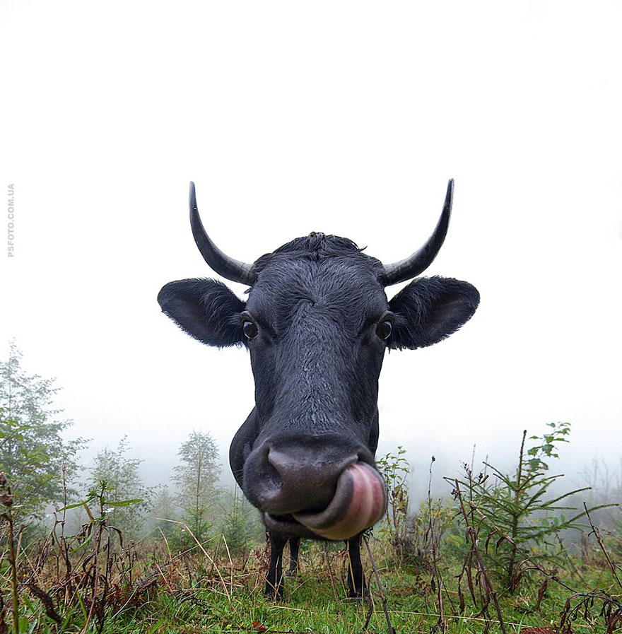 它們都是表情帝！一組不可思議的動物肖像