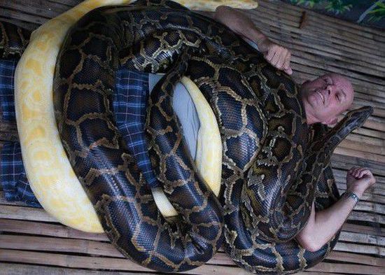 菲律賓一家動物園為游客提供蟒蛇按摩服務。