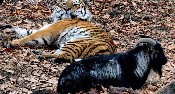 俄動物園直播虎羊“同居” 流量大致網站崩潰