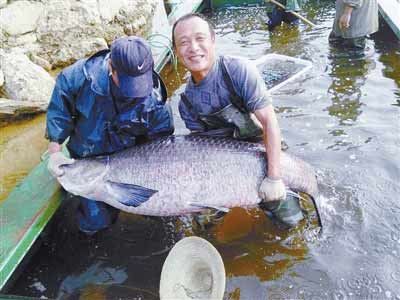 河南水庫捕到147斤重大青魚，長1.76米。