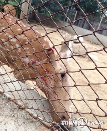 陜西秦嶺動物園梅花鹿鹿茸被割 負責人稱防打架