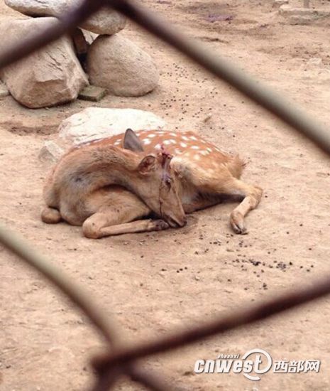 陜西秦嶺動物園梅花鹿鹿茸被割 負責人稱防打架