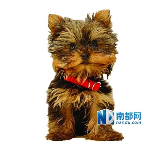 小狗寄養寵物店死亡 主人獲3000元精神賠償 小狗寄養寵物店死亡 主人獲3000元精神賠償