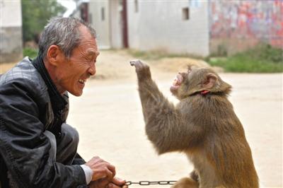 10月13日，新野縣鮑灣村耍猴人楊林貴蹲在家門口和自己的猴子玩耍。楊林貴，耍猴近三十年。