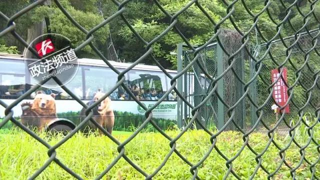 2女1男為逃票翻墻進動物園 落地時周圍站了7只虎