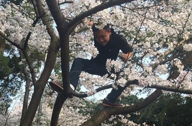 武大“櫻花周末”游客爬樹(shù)造“櫻花雨”