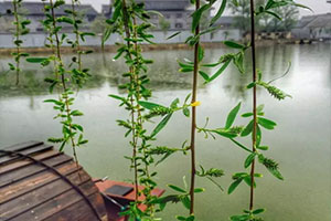 雨后清園