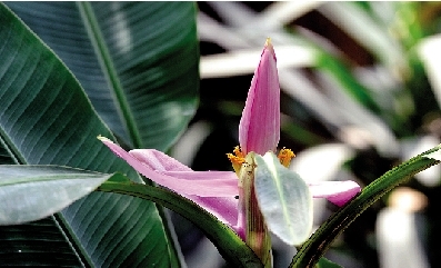 鄭州植物園溫室內僅三株紫苞芭蕉