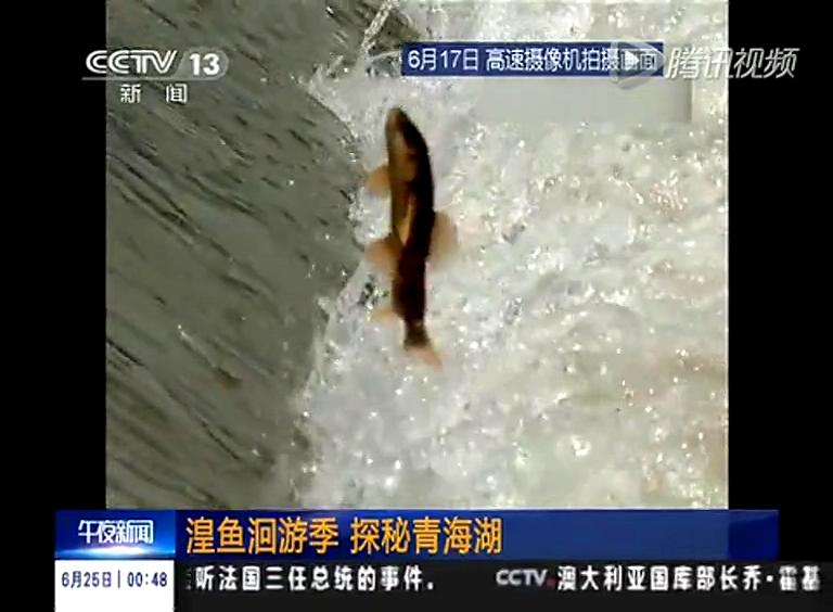 實拍湟魚洄游逐激流而生 爭相跳躍大壩