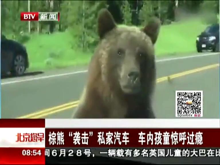 棕熊“襲擊”私家汽車 車內孩童驚呼過癮