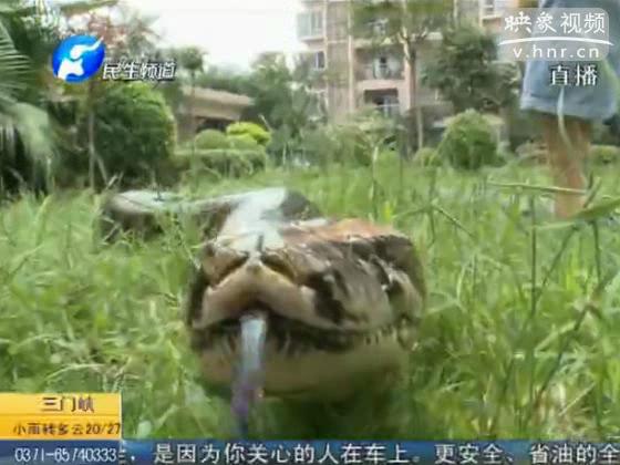 居民養寵物蛇9年變蟒蛇