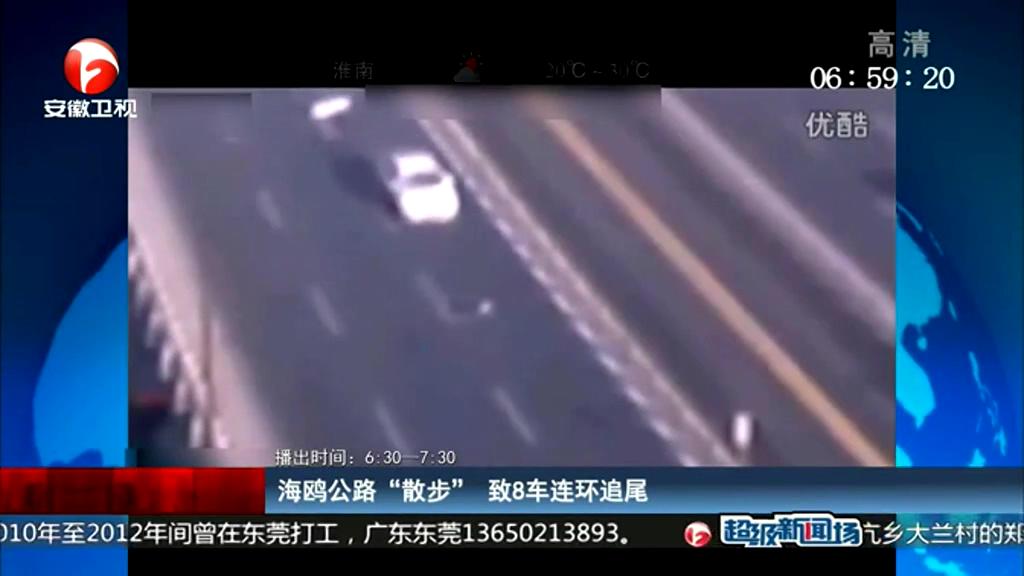 海鷗公路“散步” 致8車連環追尾