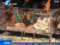 關注H7N9：國內多地關閉活禽交易市場