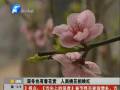 孟州大棚內深冬開春花 朵朵桃花爭奇斗艷