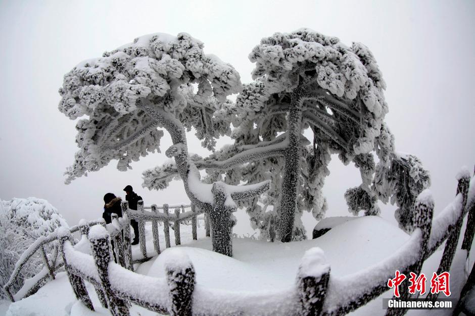 12月18日，雪后的安徽黃山風景區(qū)出現(xiàn)了大面積雪凇美景，銀裝素裹，玉樹瓊枝，游人置身其間，如醉如癡。