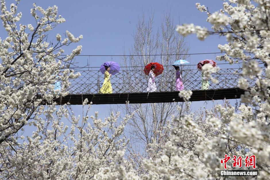 河南鄭州櫻桃花開 仙子踏春賞花海