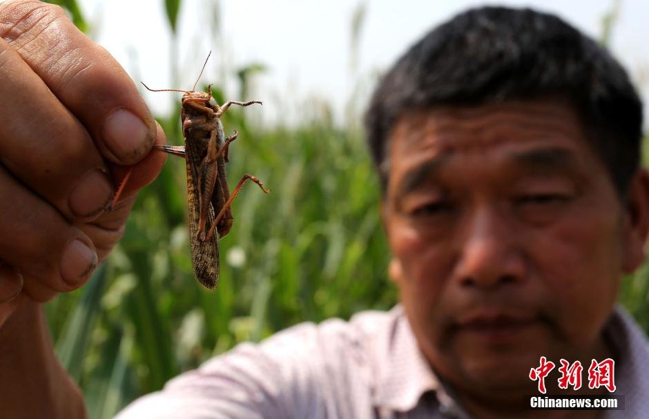 河南大量蝗蟲蠶食玉米 飛機噴灑農藥滅殺