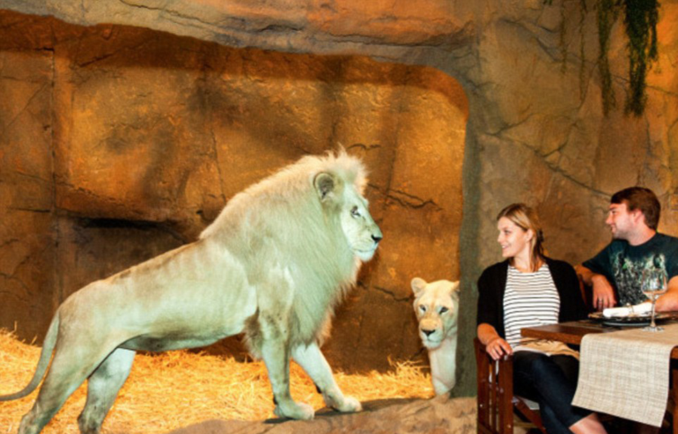 澳大利亞動物園中開旅館 房客可與獅子共進晚餐