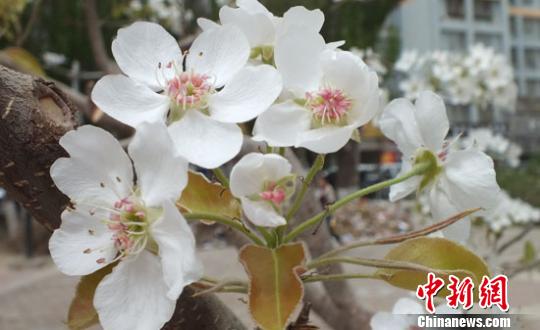 新疆百萬畝梨花與“百花”爭春游人賞別樣春景